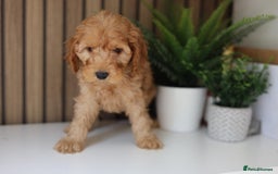 Cavapoo dogs for sale: Red & apricot health tested cavapoo puppies  - Image 5