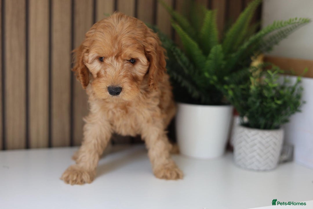 Cavapoo dogs for sale: Red & apricot health tested cavapoo puppies  - Image 5