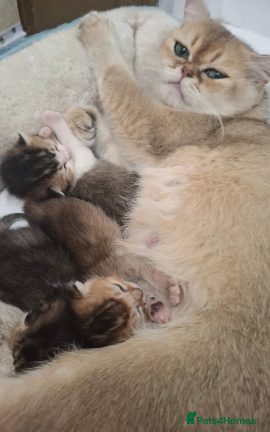 British Shorthair cats for sale: British short hair gold  - Advert 7