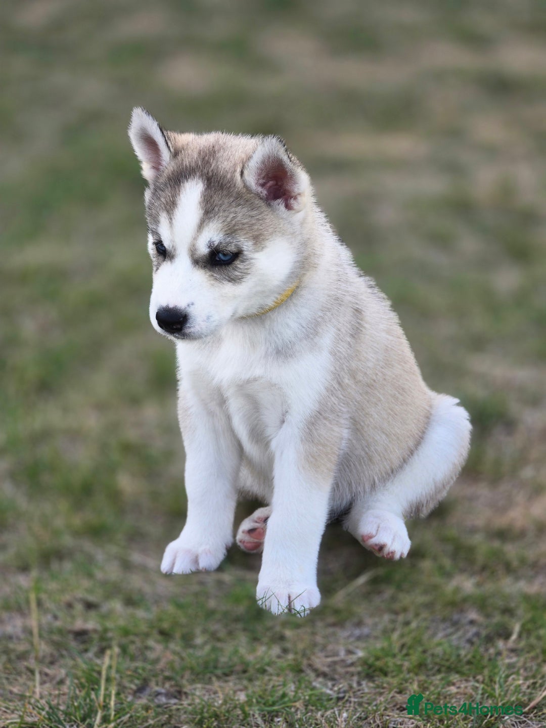 Siberian Husky dogs for sale: Stunning Pure siberian husky pups - Image 1