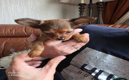 Russian Toy Terrier dogs for sale: Russian Toy Puppies  - Image 10