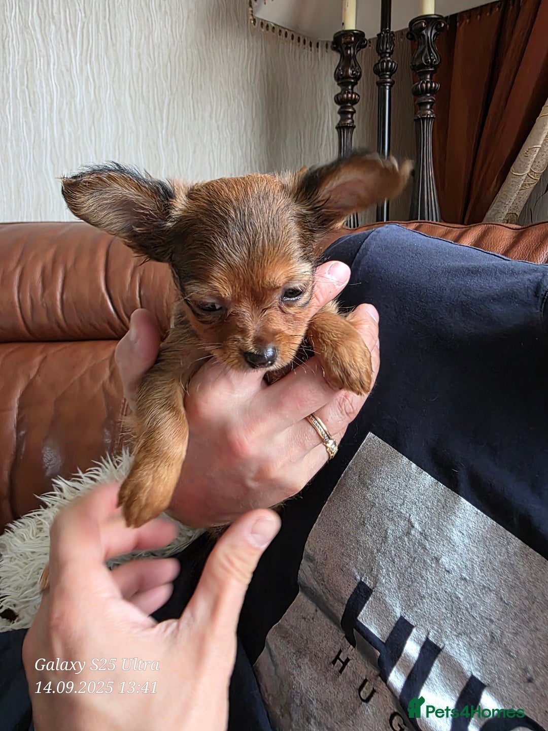 Russian Toy Terrier dogs for sale: Russian Toy Puppies  - Image 10