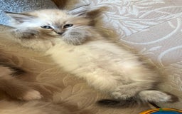 Siberian cats for sale: Adorable Neva Siberian  - Image 2