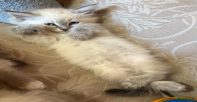 Siberian cats - Advert 6