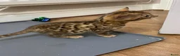 Bengal cats for sale: Bengal Kittens GCCF Registered in Bicester - Advert 3