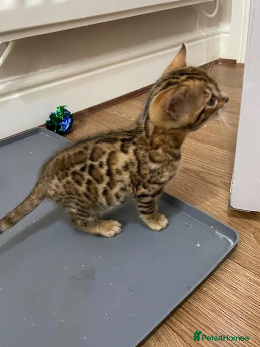 Bengal cats for sale: Bengal Kittens GCCF Registered in Bicester - Advert 3