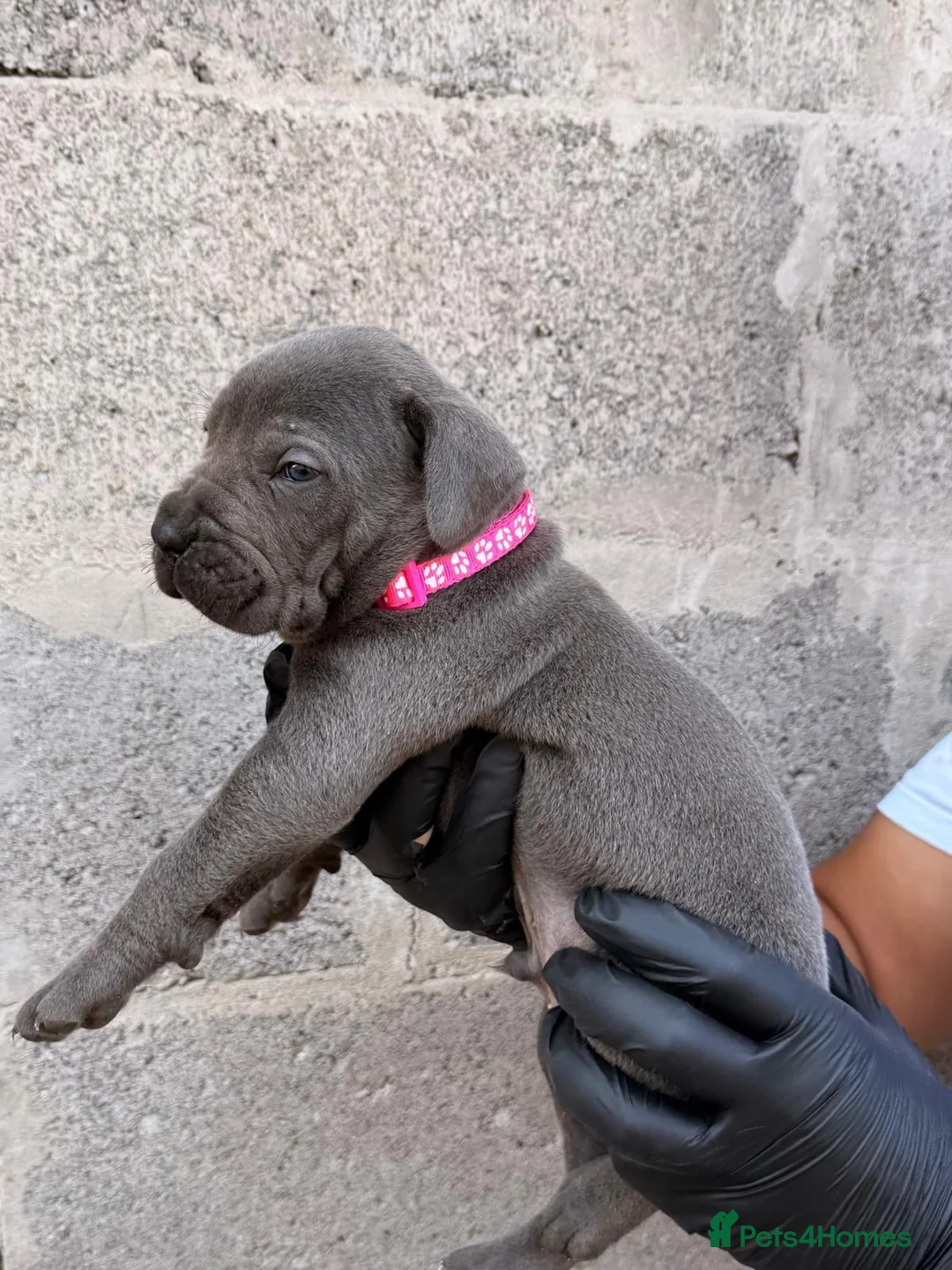 Cane Corso dogs for sale: Pure Cane Corso Puppies - 5⭐ Homes Only - Advert 2