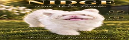 French Bulldog dogs for stud: Pink merle floodle for stud - Advert 1