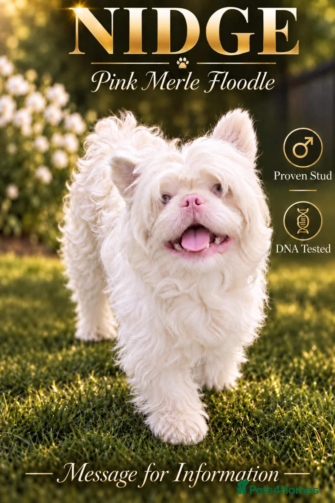French Bulldog dogs for stud: Pink merle floodle for stud - Advert 1