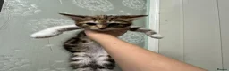 Mixed Breed cats for sale: Beautiful kittens in Helston - Advert 4