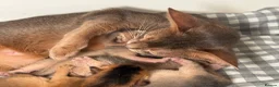 Abyssinian cats for sale:     Gorgeous kittens from champion parents 😽 - Advert 26