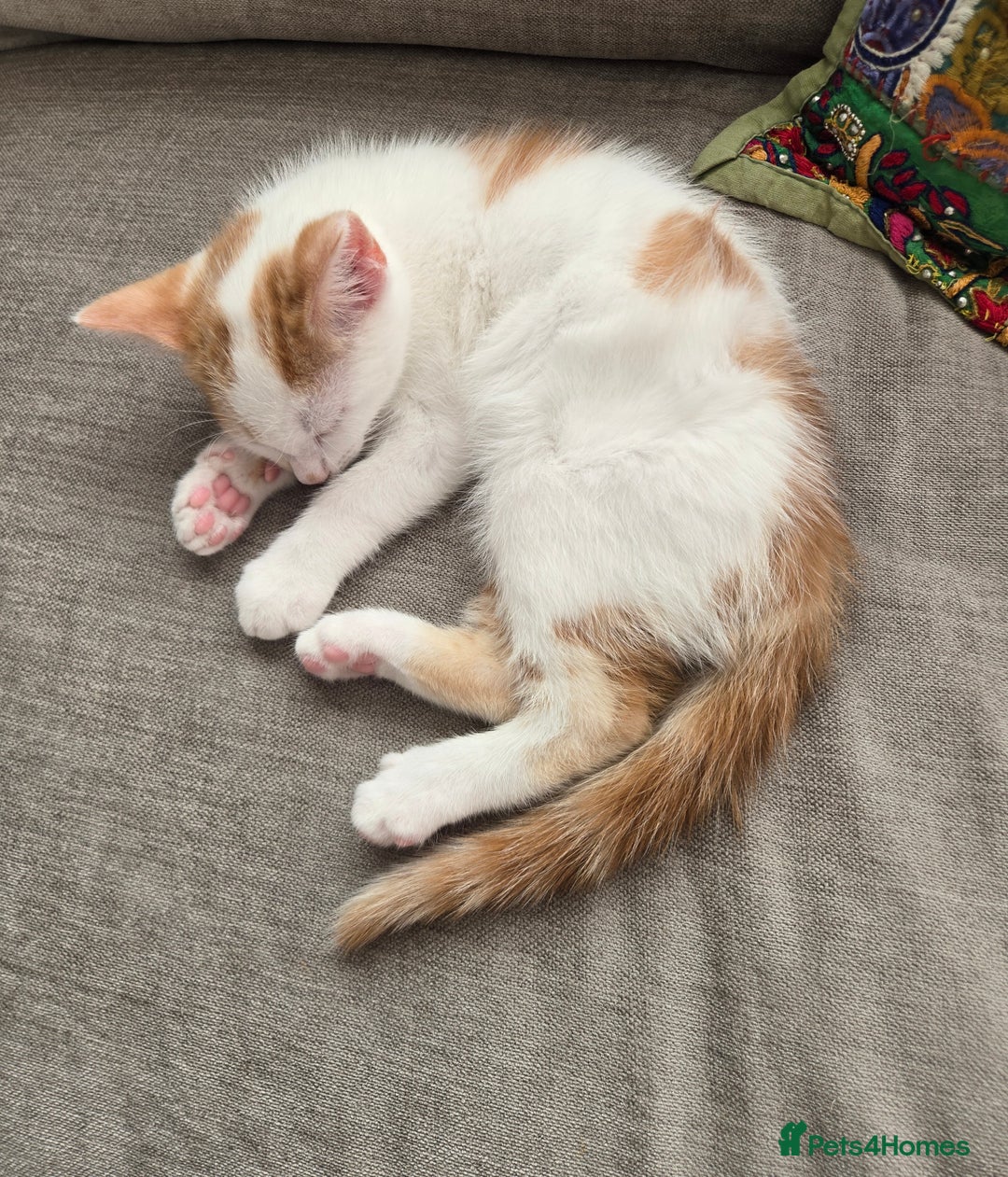 Mixed Breed cats for sale:  Blue eyes Flower pattern mark unique kitten  - Image 29