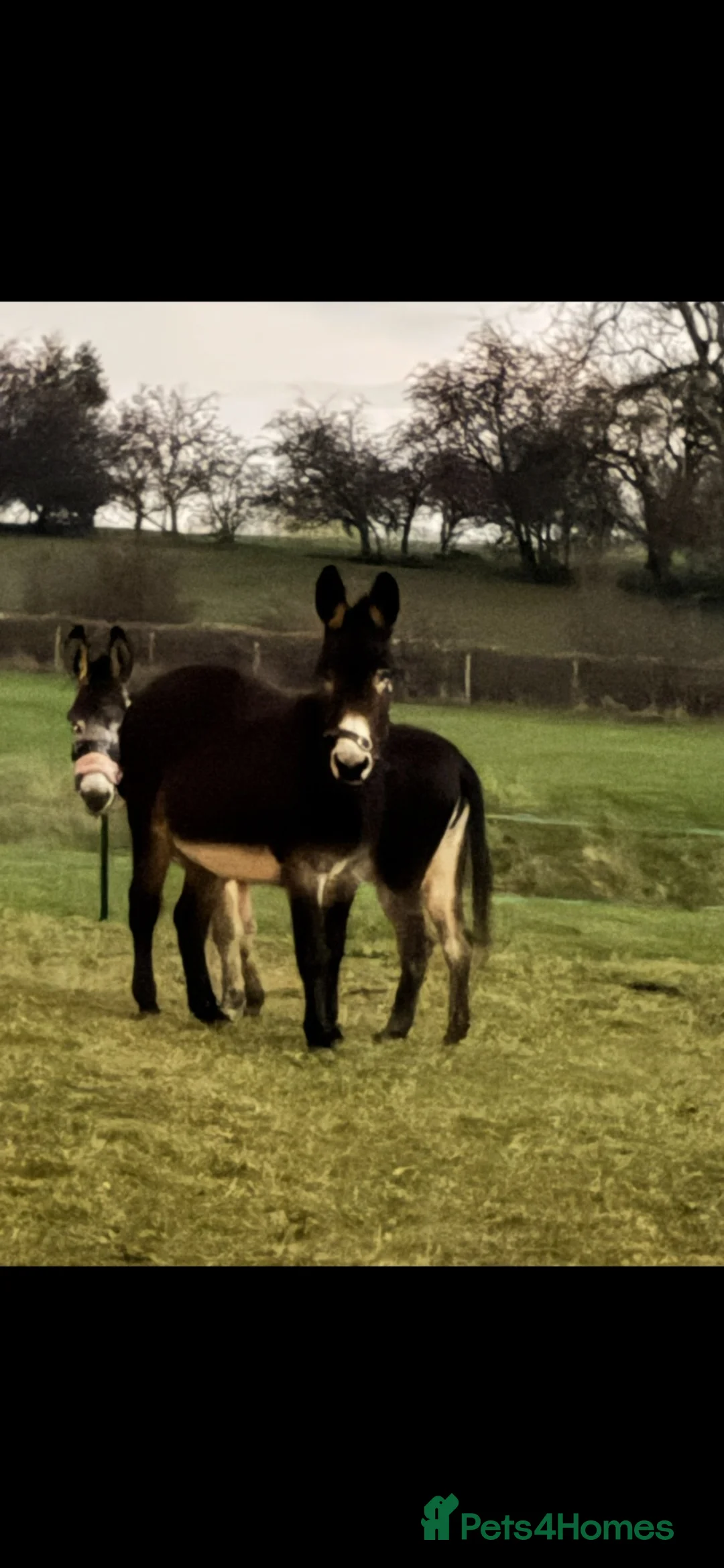 Other Breed horses for sale: 2 Female Donkeys for Sale - Advert 2