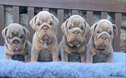 English Bulldog dogs for sale: Beautiful KC lilac & tan English bulldog puppies - Image 10