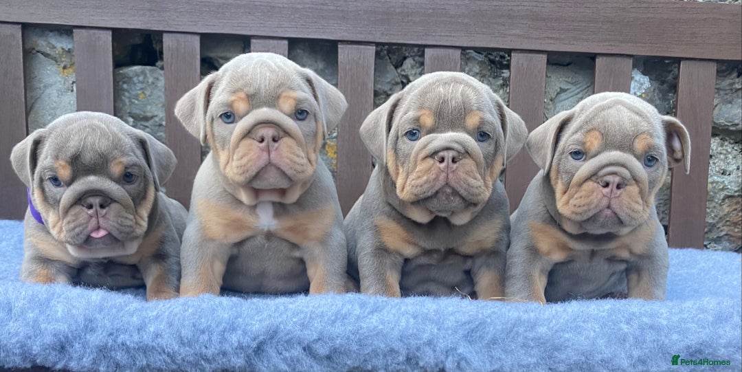 English Bulldog dogs for sale: Beautiful KC lilac & tan English bulldog puppies - Image 10