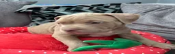 American Bully dogs for sale: American bully puppies  - Advert 7