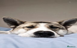 Akita dogs for sale: Sweet Akita Girl - Image 10