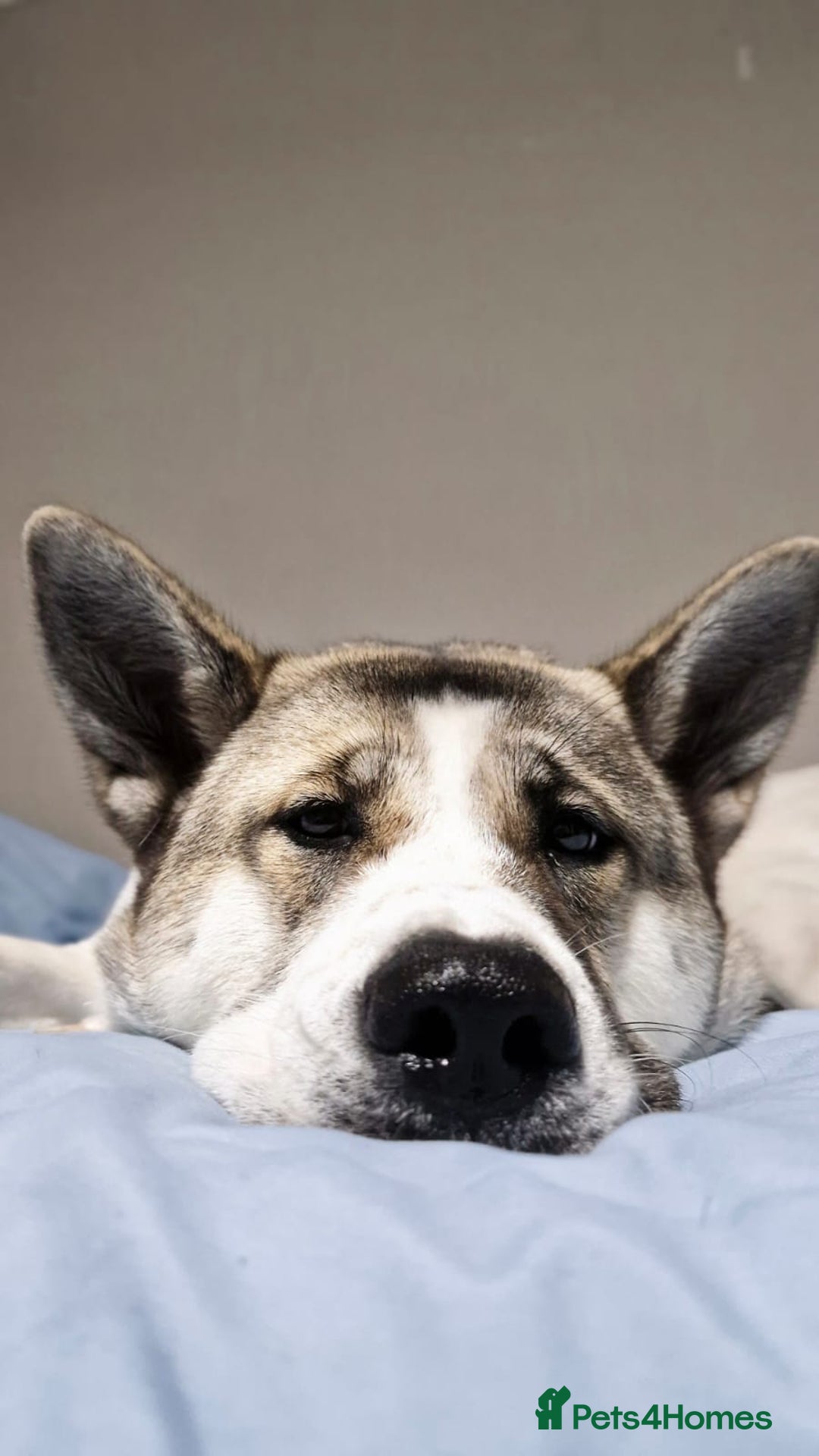 Akita dogs for sale: Sweet Akita Girl - Image 10