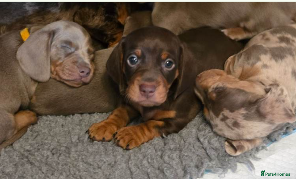 Miniature Dachshund dogs Gorgeous Miniature Puppies - Advert 1