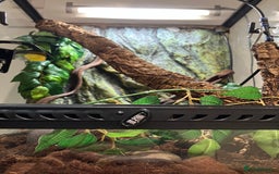 Gecko reptiles for sale: Crested Gecko and set up - Image 9