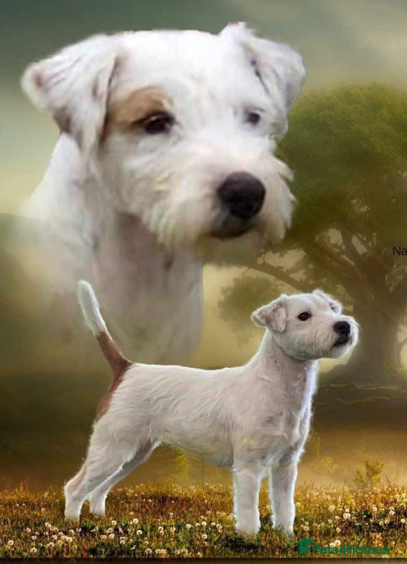 Parson Russell dogs Parson Pup - Advert 11