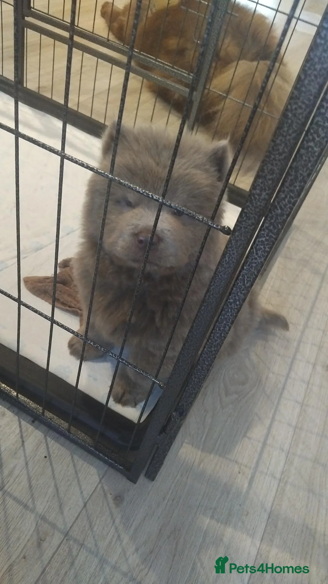 Chow Chow dogs for sale: Chow chow puppies in Cannock - Advert 3