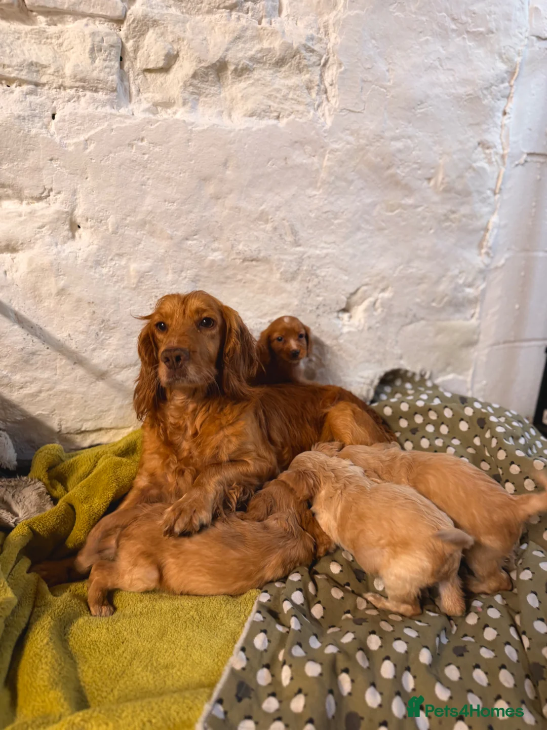 Cocker Spaniel dogs for sale: Gorgeous litter of cocker spaniels  - Advert 2