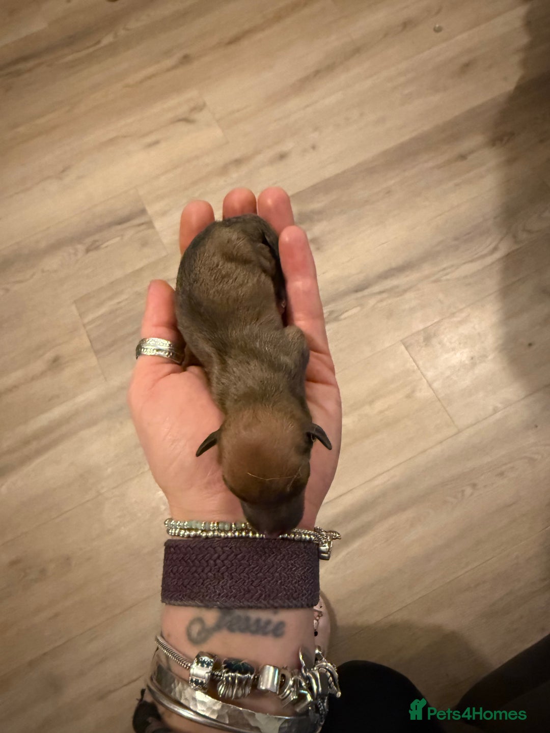 Italian Greyhound dogs for sale: KC Italian Greyhound Puppies  - Advert 4