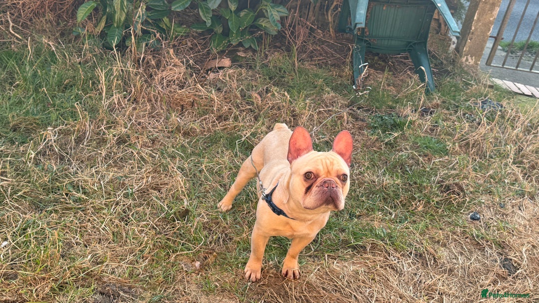 French Bulldog dogs for sale: Ronnie Frenchie  - Advert 5