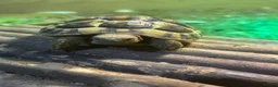 Hermann Tortoise reptiles for sale: Female tortoise and full set up  in Bournemouth - Advert 3