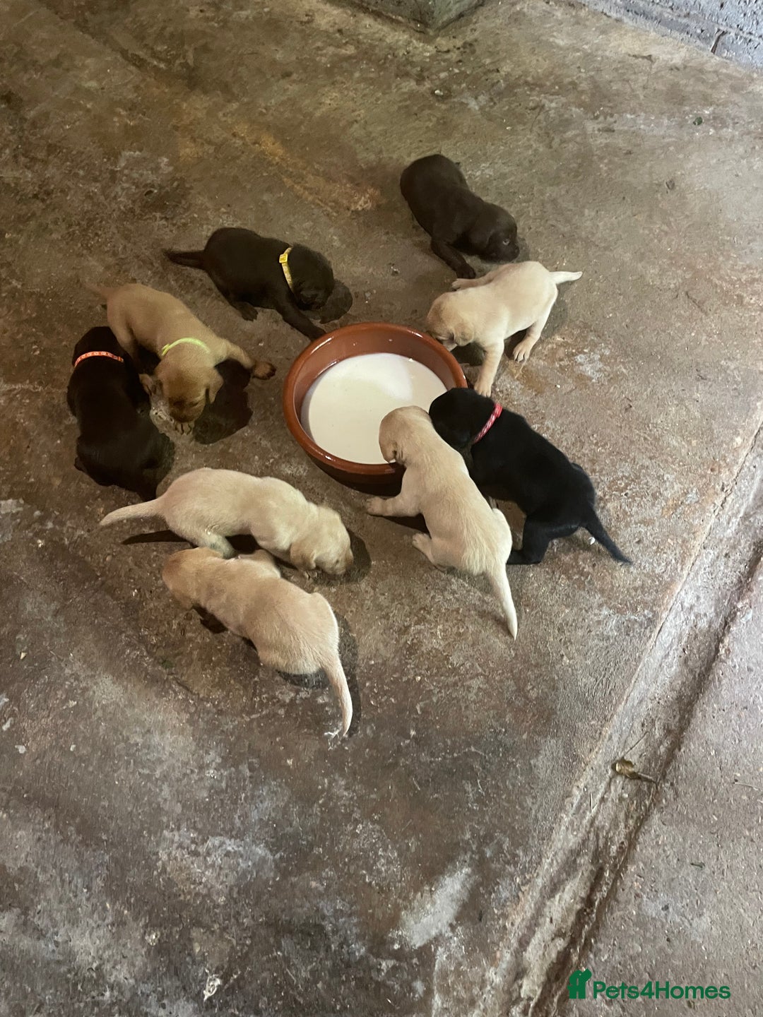 Labrador Retriever dogs for sale: Labrador retriever puppies  - Image 11