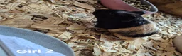 Guinea Pig rodents for sale: Mixed litter of Guinea pigs - Advert 5