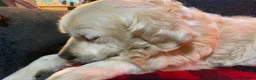 Golden Retriever dogs for sale: Gorgeous Golden Retriever Puppies Raised With Love - Advert 12