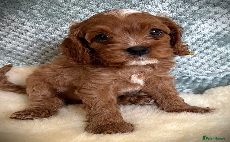 Cavapoo dogs - Advert 2