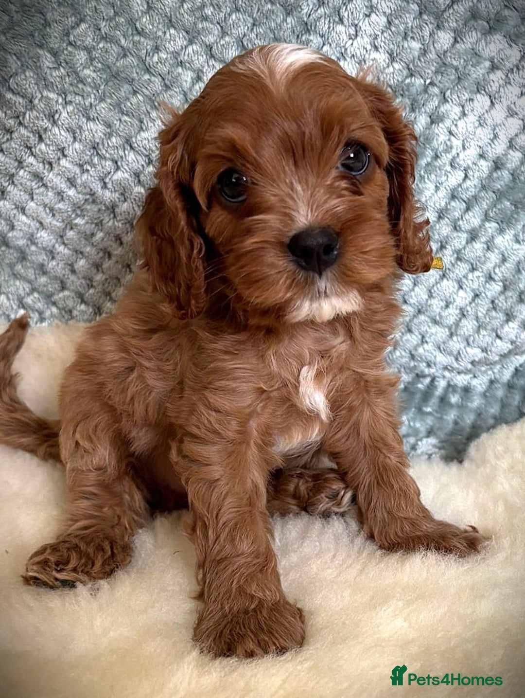 Cavapoo dogs for sale: Rare Miniature F1 Cavapoo Quality Puppies - Image 1