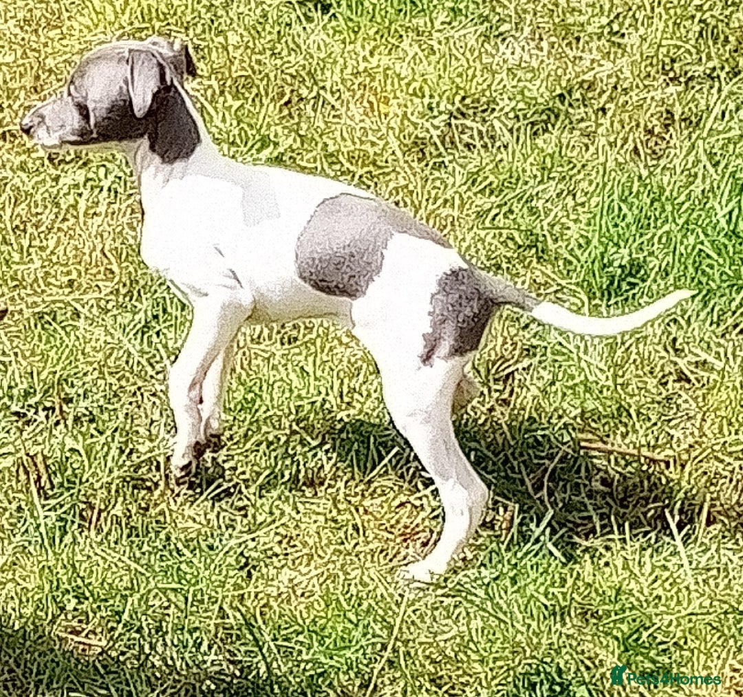 Italian Greyhound dogs for sale: Italian greyhound  - Image 11