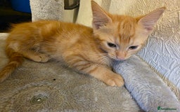 Domestic Shorthair cats for sale: 6 kittens ready for sale, 2 months old - Image 11