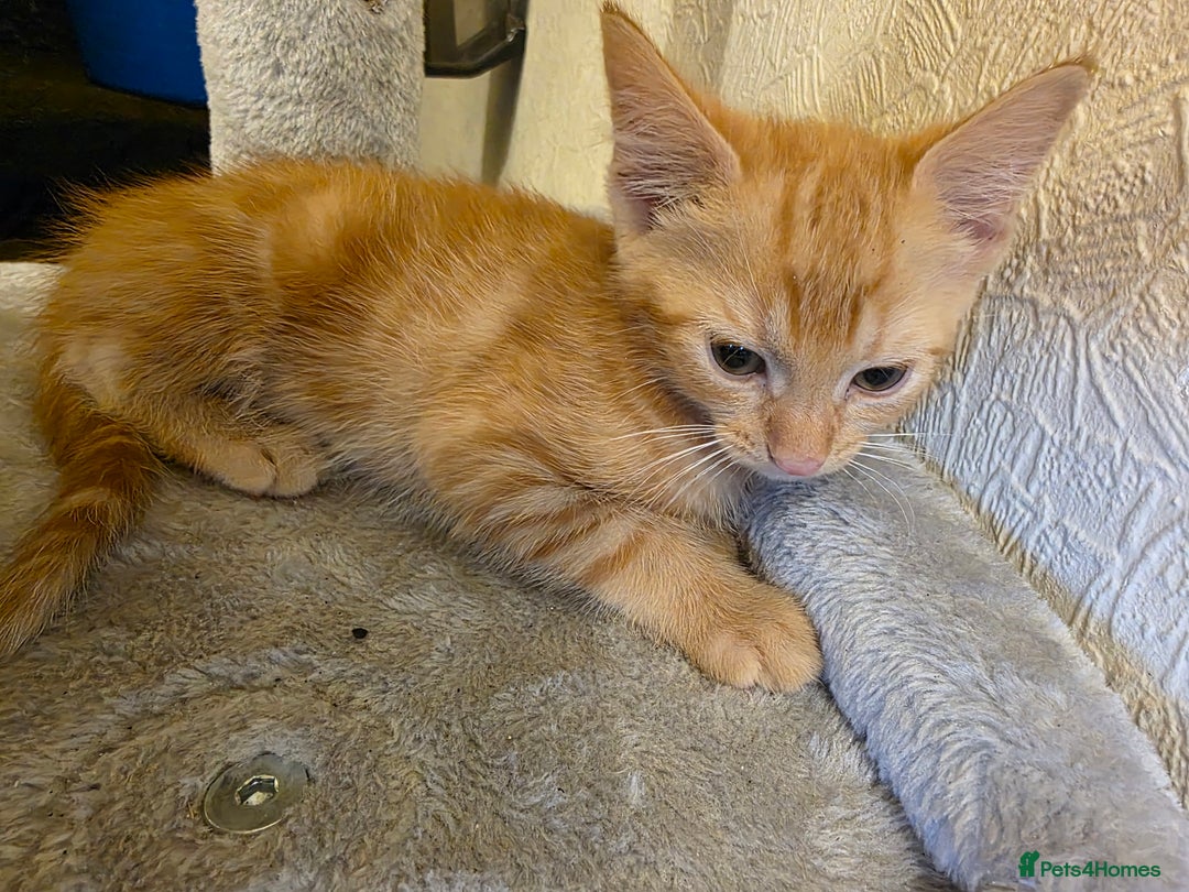 Domestic Shorthair cats for sale: 6 kittens ready for sale, 2 months old - Image 11
