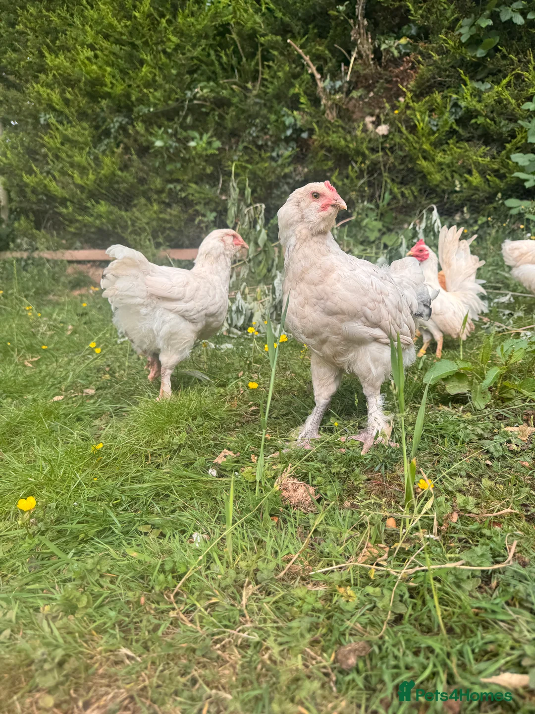 Chickens poultry for sale: 6 Mixed flock hatching eggs - Advert 2