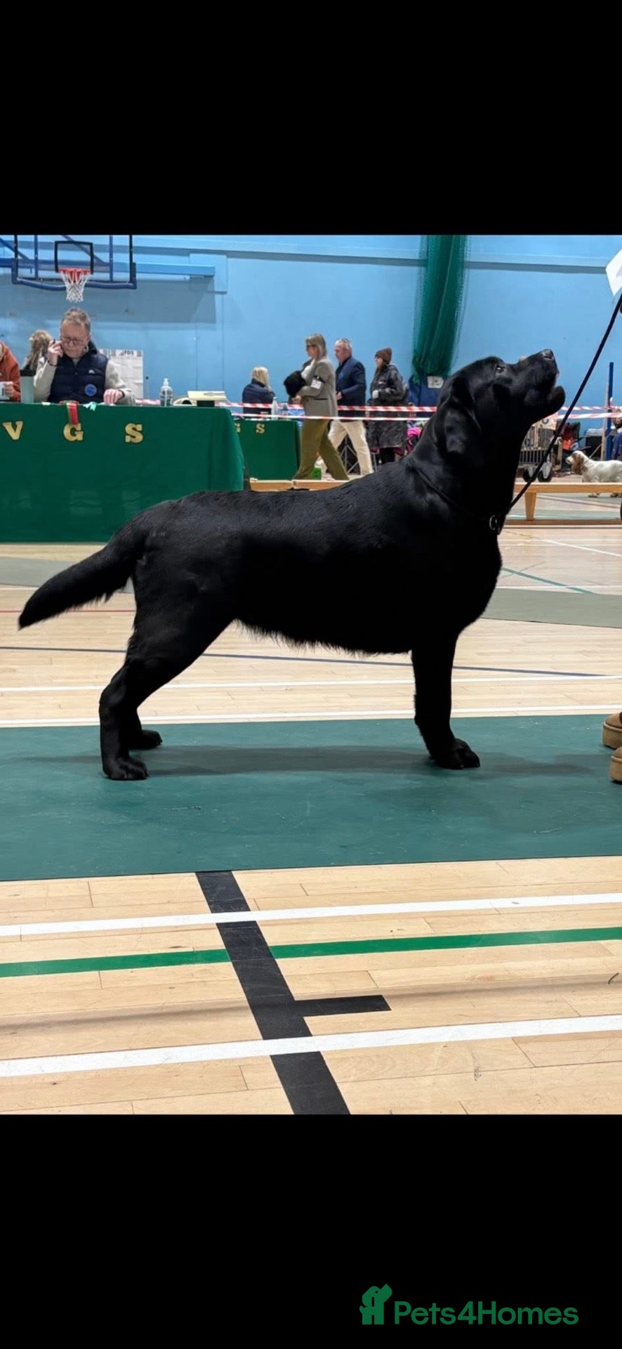 Labrador Retriever dogs Lovely litter  - Advert 12