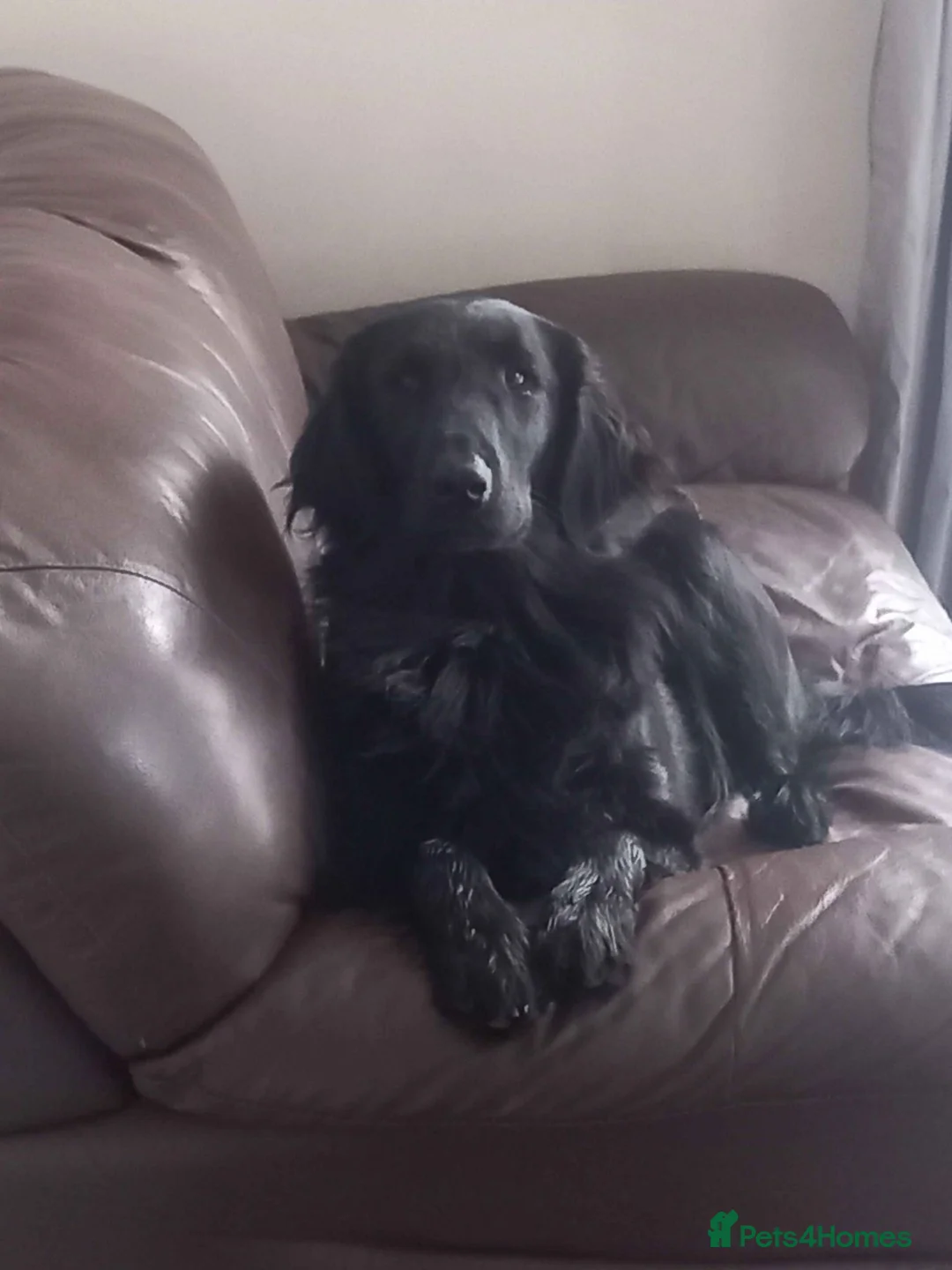 Flat coated Retriever dogs for sale: Flat Coat Girl in Carlisle - Advert 2