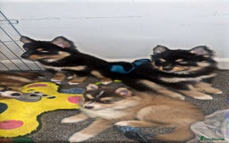 Pomsky dogs for sale: Family-Raised Pomsky Pups - Advert 39