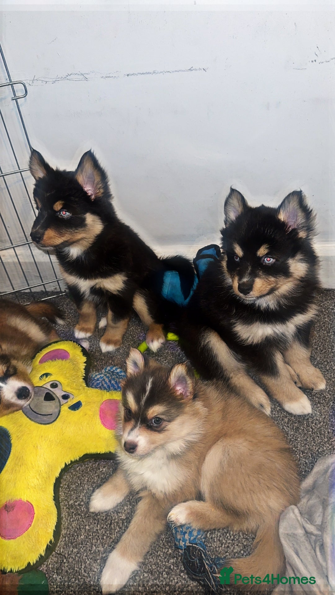 Pomsky dogs for sale: Family-Raised Pomsky Pups - Advert 39