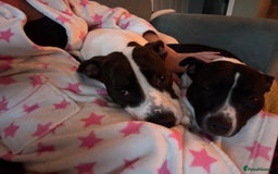 Mixed Breed dogs for sale: Stella  in Gloucester - Image 7