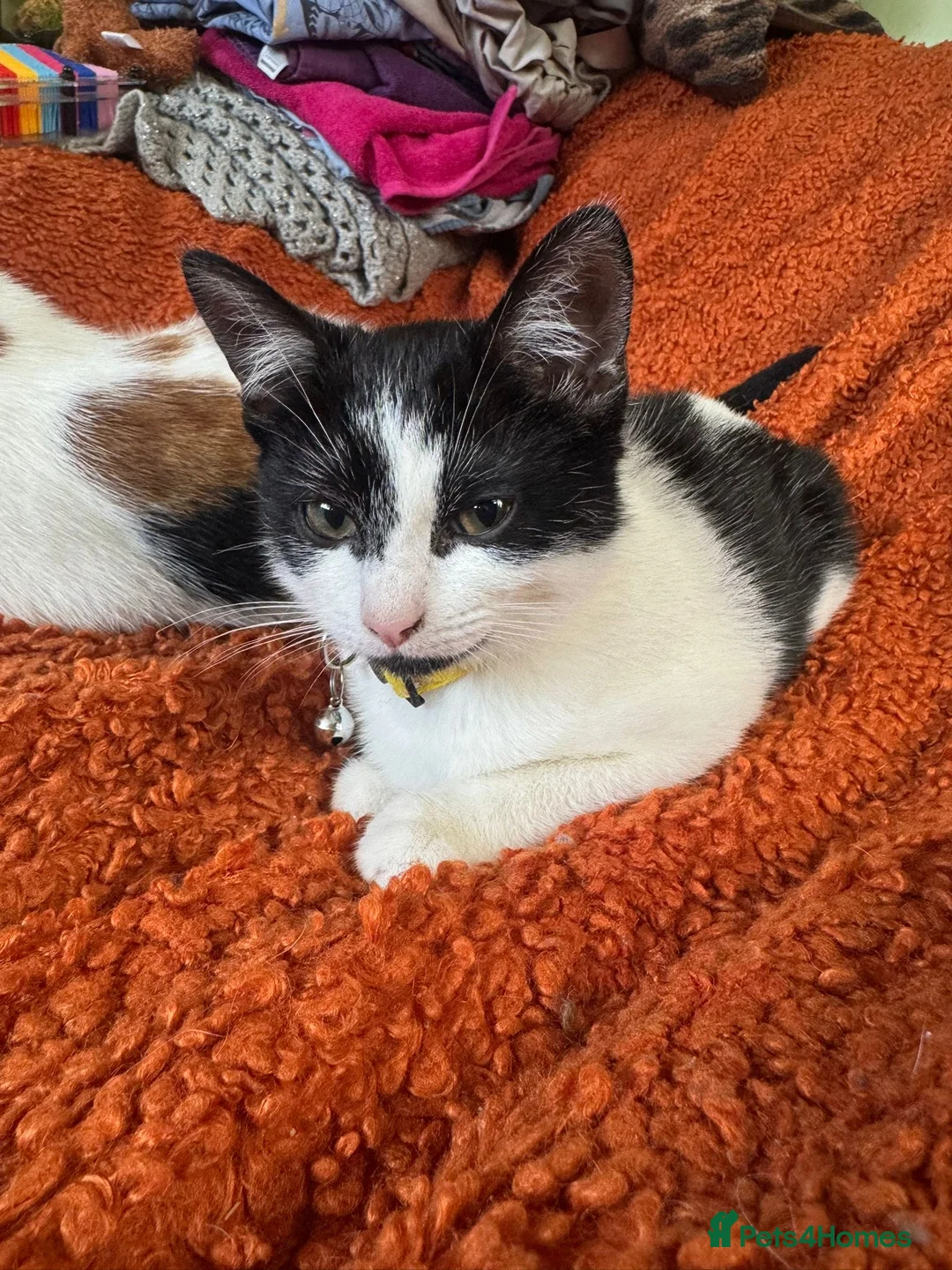Mixed Breed cats for sale: Beautiful small girl - Advert 1