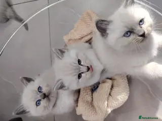 Ragdoll cats Blue Point fluffy Ragdoll kittens - Advert 14