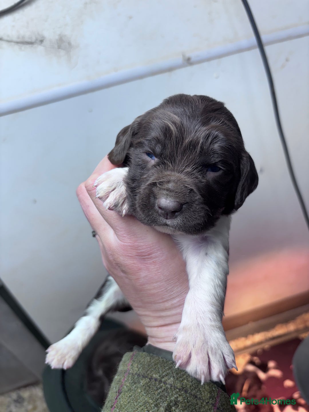English Springer Spaniel dogs for sale: Springer spaniel Puppies  - Advert 7