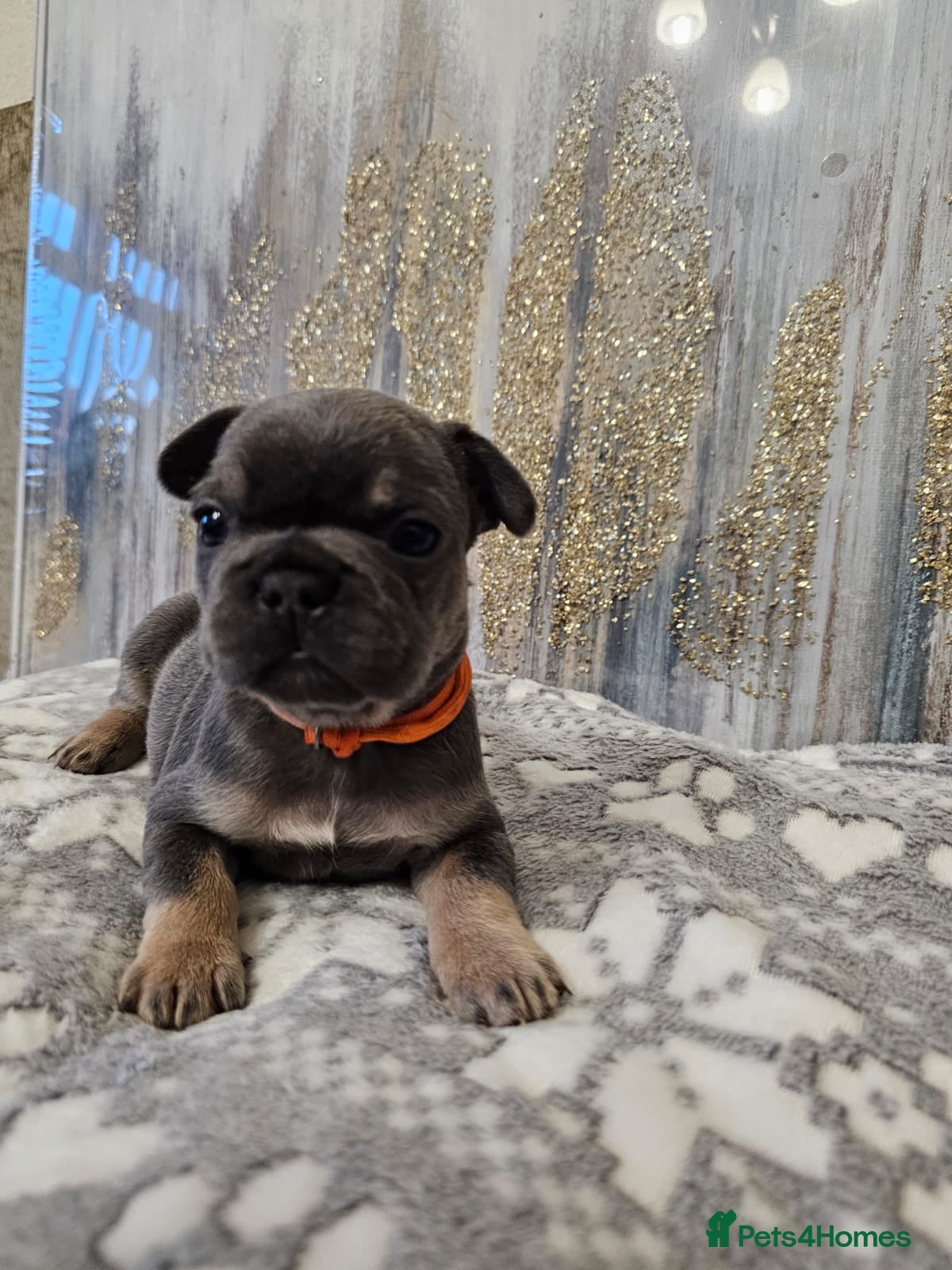 French Bulldog dogs Beautiful litter of French Bulldogs - Advert 8