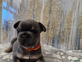 French Bulldog dogs Beautiful litter of French Bulldogs - Advert 8