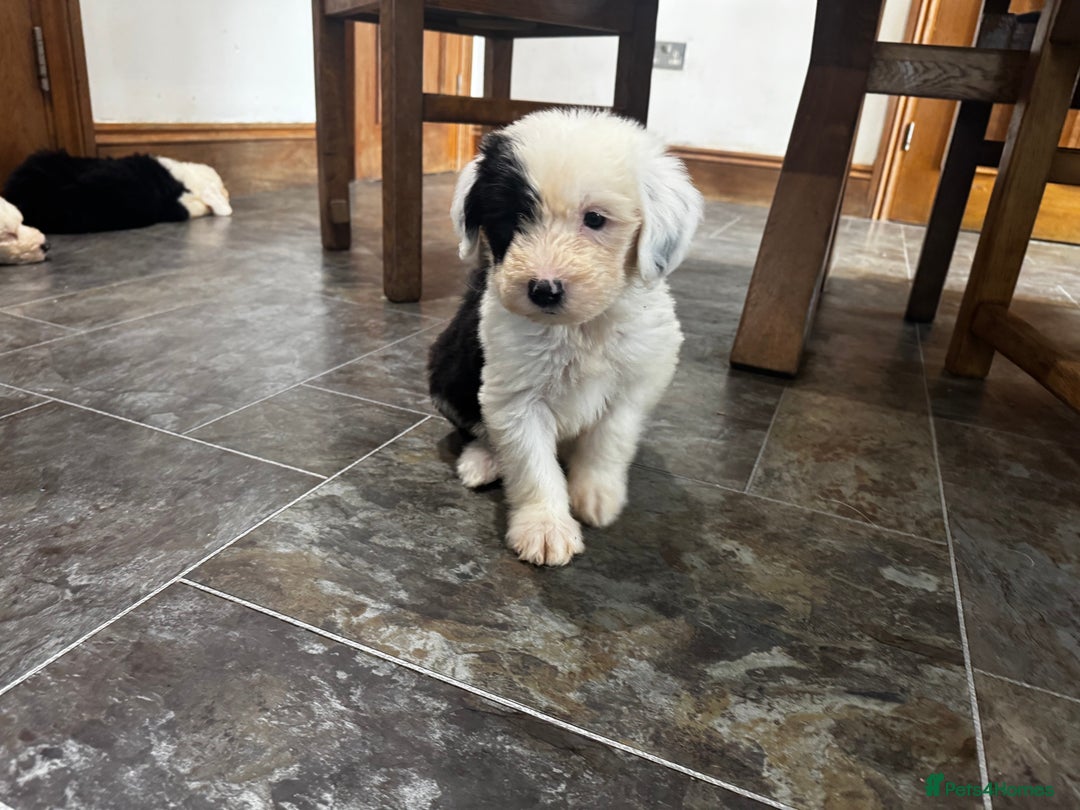Old English Sheepdog dogs for sale: Extensively health tested KC registered OES  - Advert 5